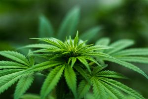 Cannabis aandelen zijn populairder dan Apple aandelen